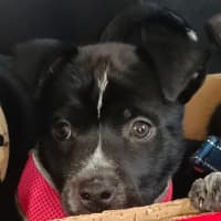 Photo of Bruno