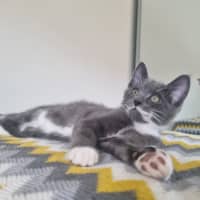 Photo of Louie