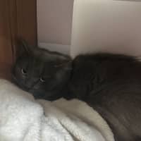 Photo of Kittu