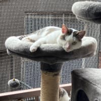 Photo of Bibi