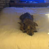 Photo of Tucker   2 Year Old Dachshund X Staffy