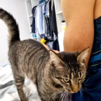 Photo of Buddy (Stripes) 