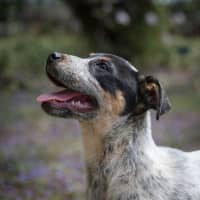Photo of Hazel