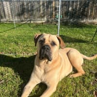 Photo of Buddy (63623)