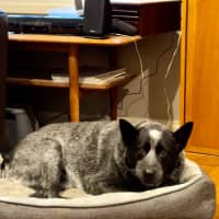 Photo of Blue Blu