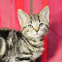 Photo of Pip (Located In Preston) 