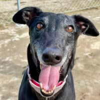 Photo of Jadzia The Greyhound