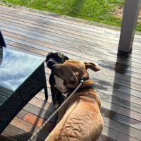 Photo of Ducky   Assisted Rehome