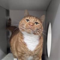 Photo of Cheeto