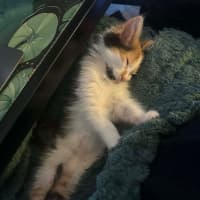 Photo of Sushi