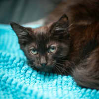 Photo of Beans