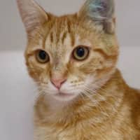 Photo of Boswell