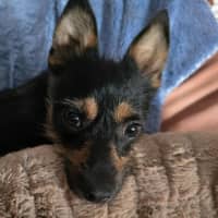 Photo of Ernie (8988)