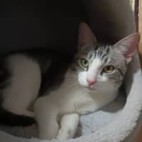 Photo of Houdini