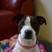 Photo of Gypsy