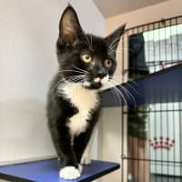 Photo of Ebony