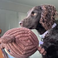 Photo of Angus