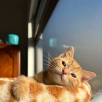 Photo of Sesame