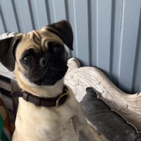 Photo of Freddie 🐶