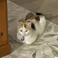 Photo of Butterscotch 