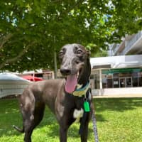Photo of Missy, They Greyhound