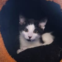 Photo of Joey