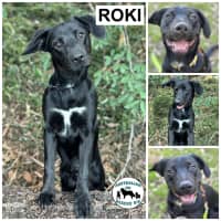 Photo of Roki 