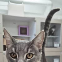 Photo of Smokey (7657)