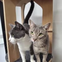 Photo of Vince (Bonded To Nikki)