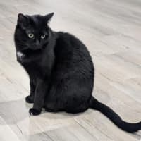 Photo of Tiger And Sock