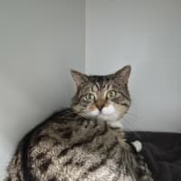 Photo of Tiger