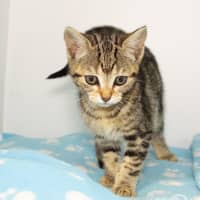 Photo of Lyra