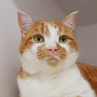 Photo of Marmalade Rsuk013607