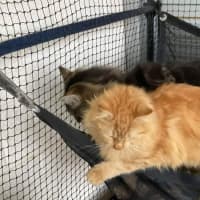 Photo of Gingersnaps And Azrael 