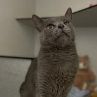 Photo of Koji