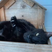 Photo of Purrcy