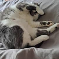 Photo of Don   In Foster Care In Mernda