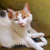 Photo of Hetty   Located In Coburg