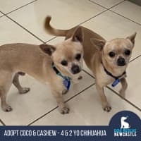 Photo of Coco & Cashew   4 & 2 Year Old Chihuahuas