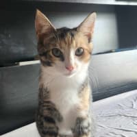 Photo of Lucy   Located In Templestowe