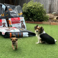 Photo of Poppy And Her Pups