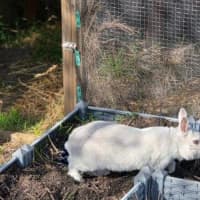 Photo of Incredible Pepper
