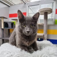 Photo of Smooky