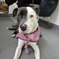 Photo of Windsor 🏎️