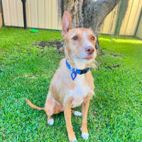 Photo of Dakota   6 Year Old Kelpie X (On Trial)