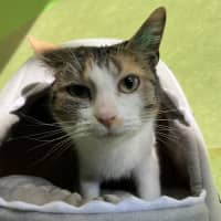 Photo of Cookie