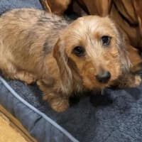 Photo of Sally And Jessie Wensleydale