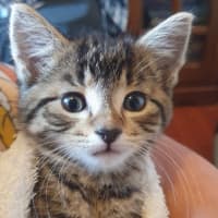 Photo of Marshmallow