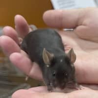 Photo of Tulip