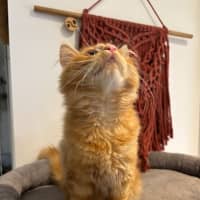 Photo of Dallas Meet Me@Petstock Mornington Nepean Hwy 